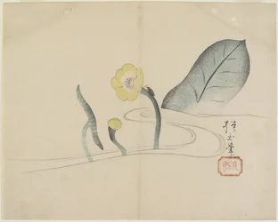 (Lotus und ein Goldkäfer), ca. 1830
